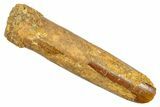 Fossil Sauropod Dinosaur (Rebbachisaurus) Tooth - Morocco #369635-1
